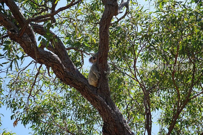考拉(phascolarctos cinereus)，澳大利亚本土有袋动物，坐在澳大利亚昆士兰州磁岛上的一棵树上